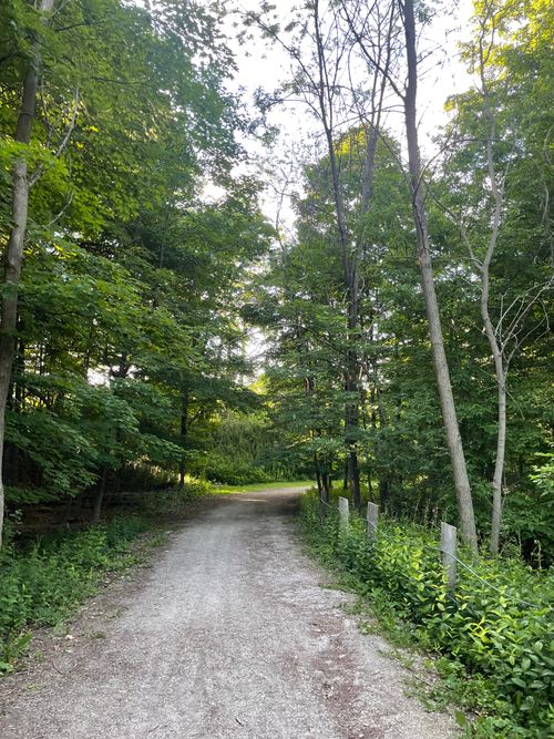 Free Peaceful forest pathway surrounded by lush green trees in Toronto. Perfect for nature walks. Stock Photo