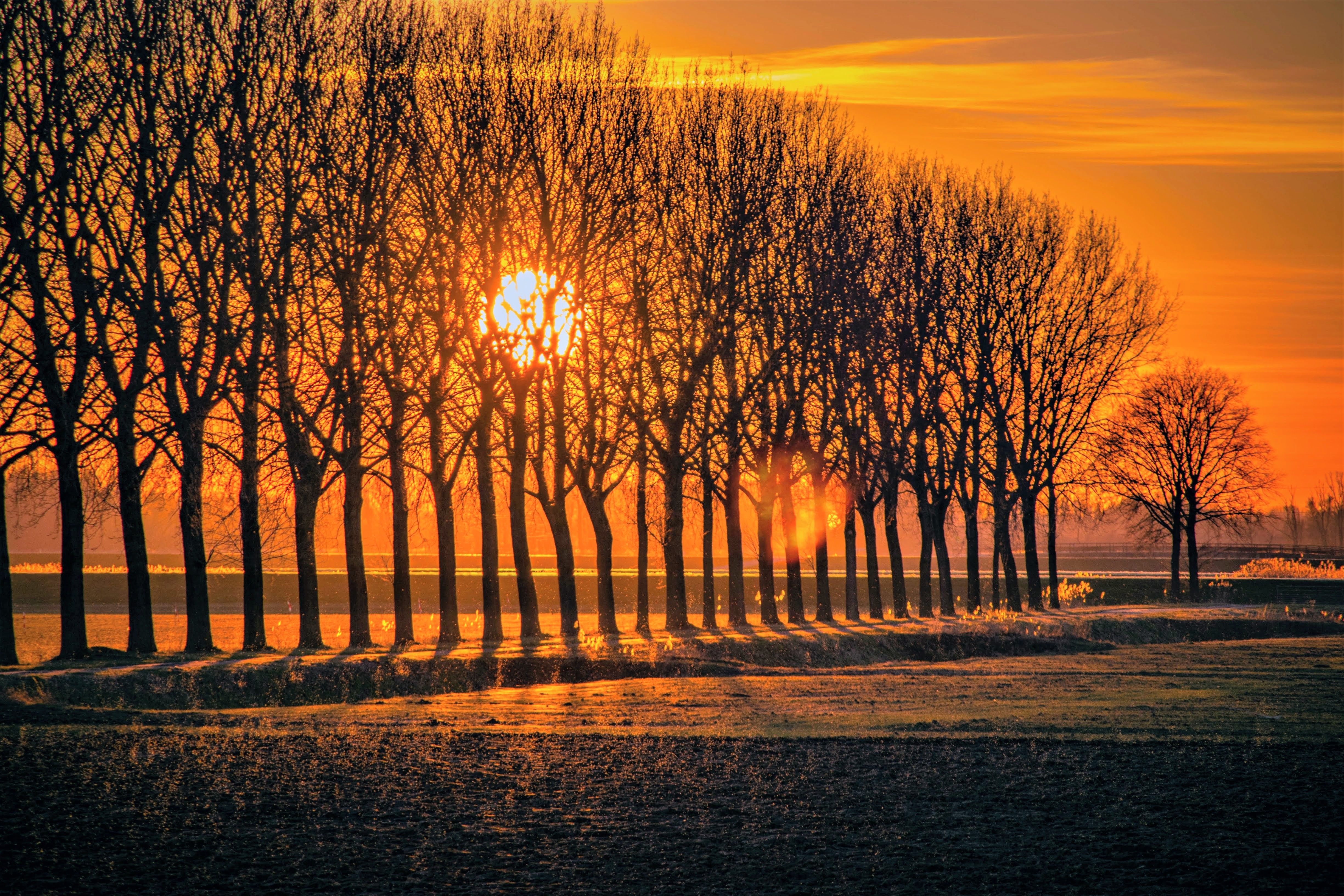 Serene Sunset Behind a Dutch Tree Line