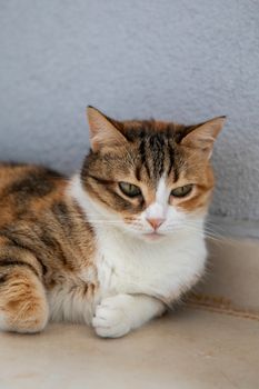 A calm calico cat lying on an indoor beige floor with a textured wall background.