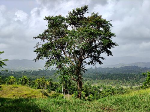Free A solitary tree stands tall in a vibrant green landscape with rolling hills and cloudy skies. Stock Photo
