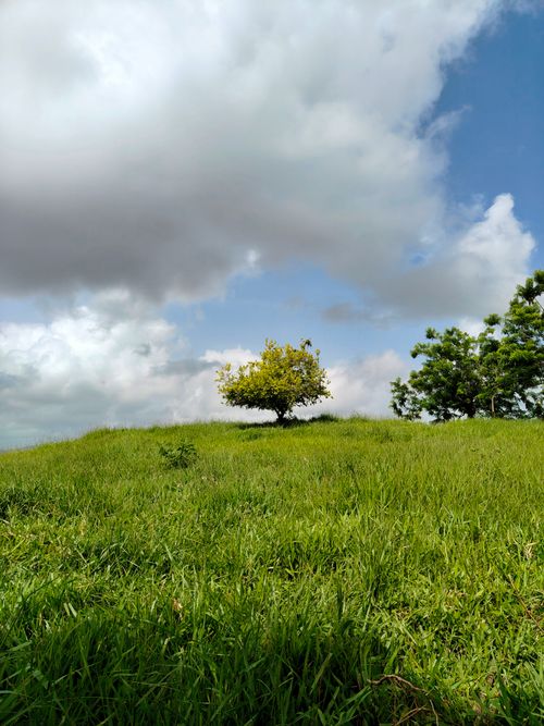 Free A lone tree stands on a green hill under a partly cloudy sky, conveying tranquility in nature. Stock Photo
