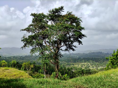 Free A solitary tree stands against a lush, vast landscape under a cloudy sky, embodying nature's tranquility. Stock Photo