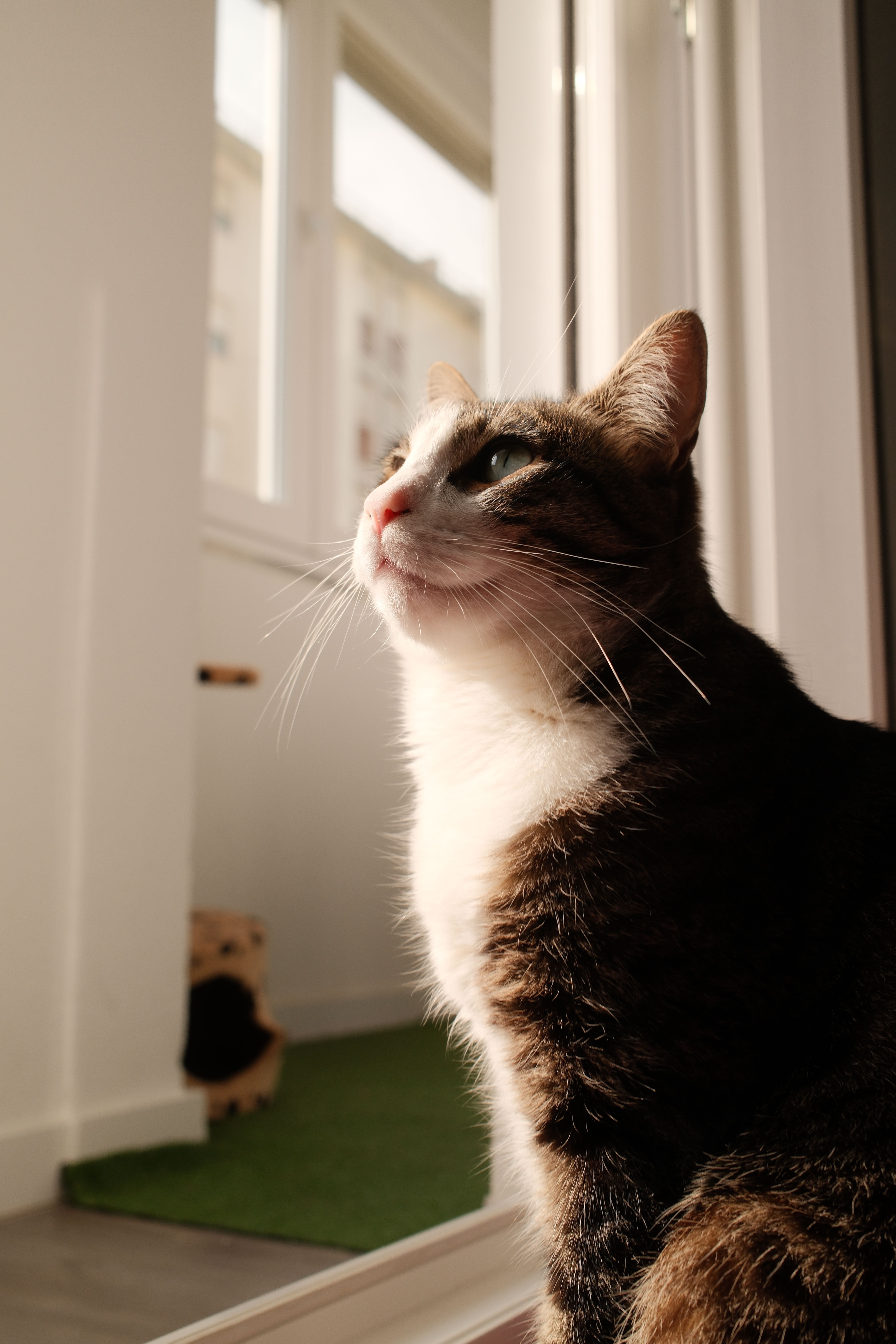 A cat peacefully basking in the sunlight near a window indoors, exuding warmth and tranquility.