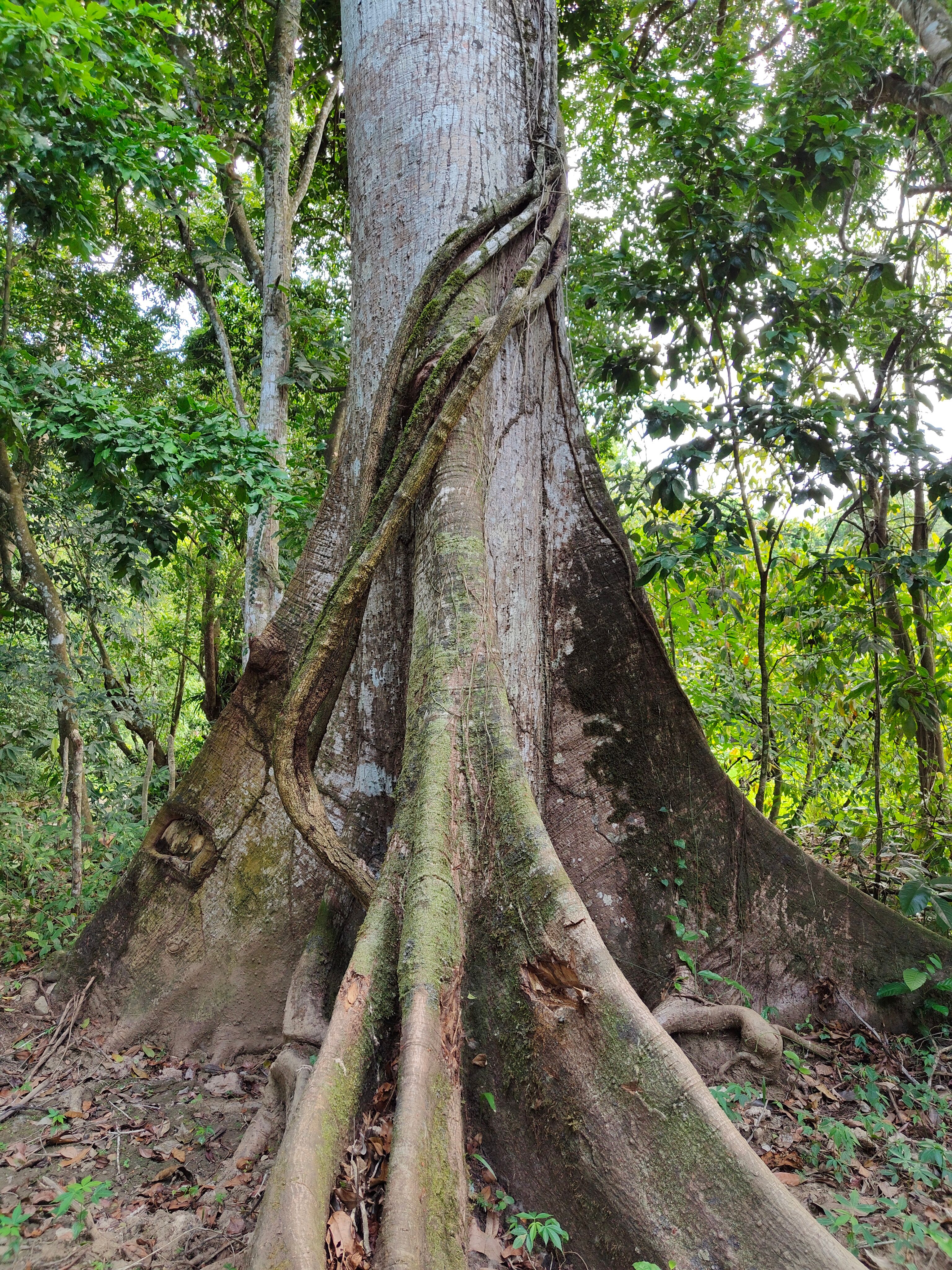 Massive buttress roots of a tropical tree — Tabernanthe iboga grows in the understory of Central African rainforest