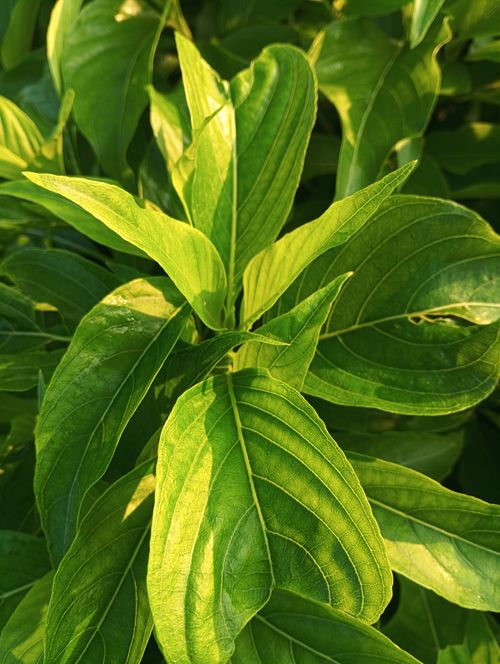 Free Close-up of lush green leaves under sunlight in Kushinagar, Uttar Pradesh, India. Stock Photo