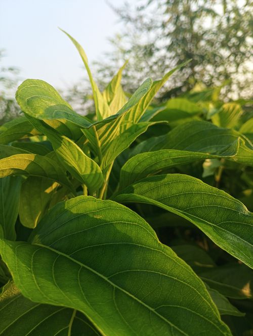 Free A detailed shot of lush green leaves in Kushinagar, UP, India, captured outdoors during the day. Stock Photo