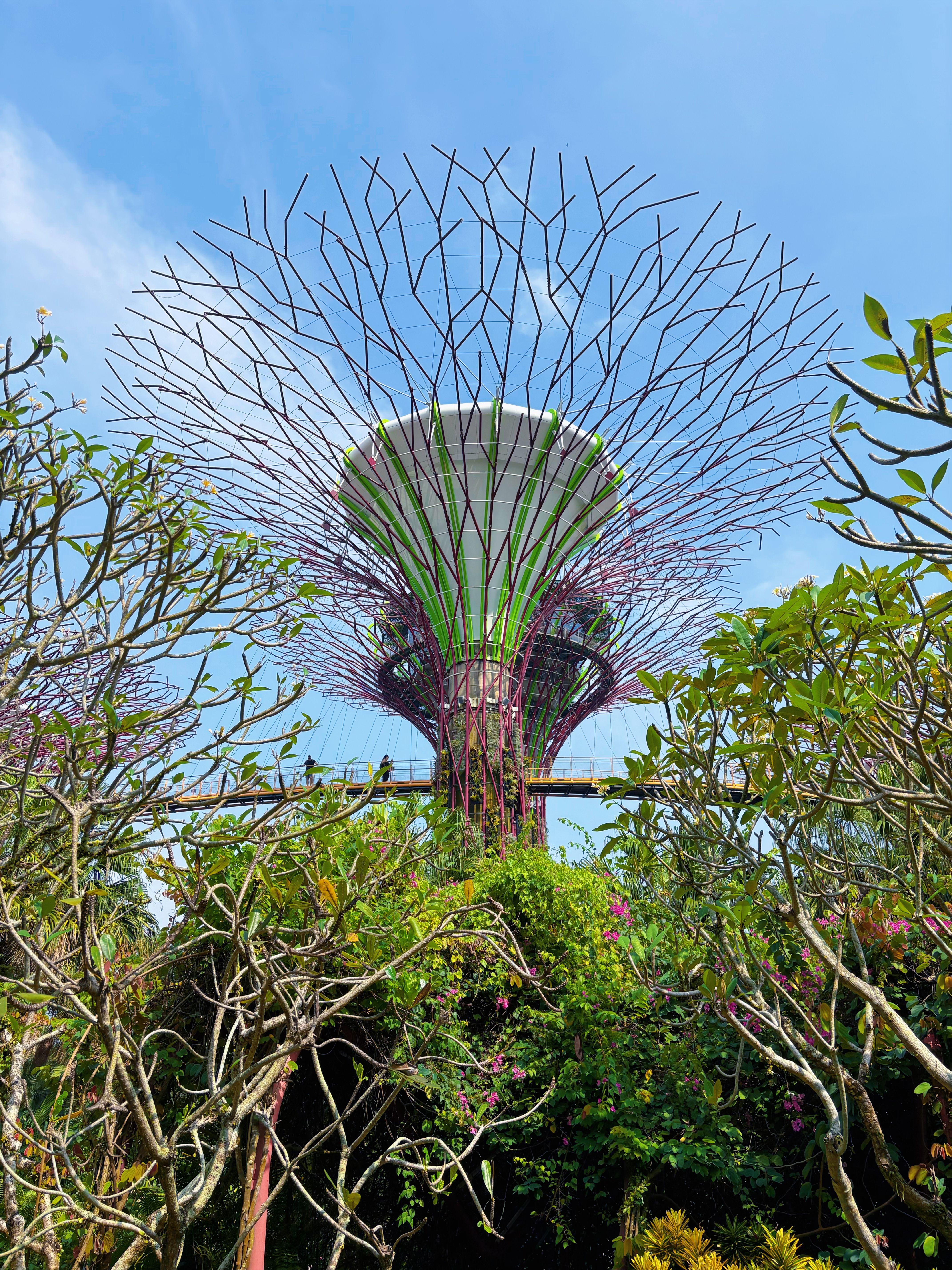 Supertree Grove
