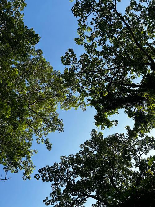 Free Looking up through dense green trees to a bright blue sky, capturing nature's tranquility. Stock Photo