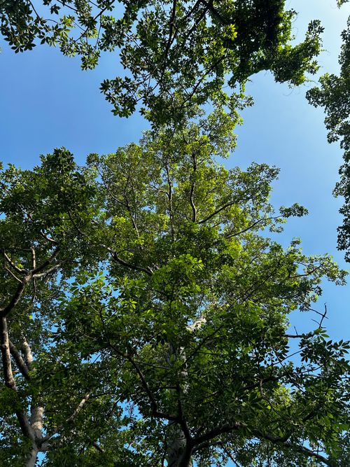 Free View of a vibrant green tree canopy with a clear blue sky backdrop. Stock Photo