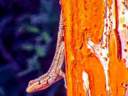 Free stock photo of american southwest, arizona, tree lizard Stock Photo