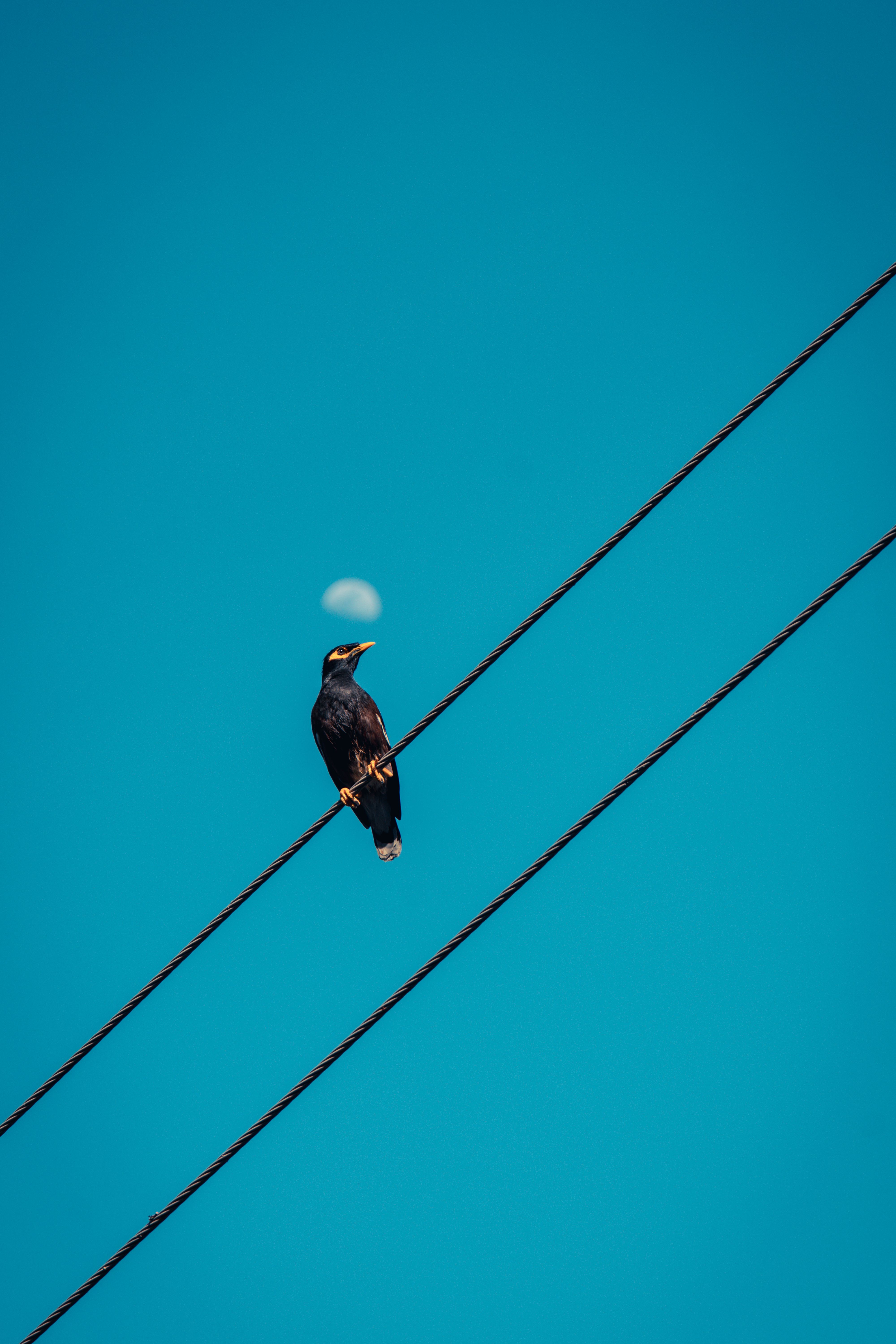 A bird perched on a wire against a clear blue sky with the moon visible in the background.