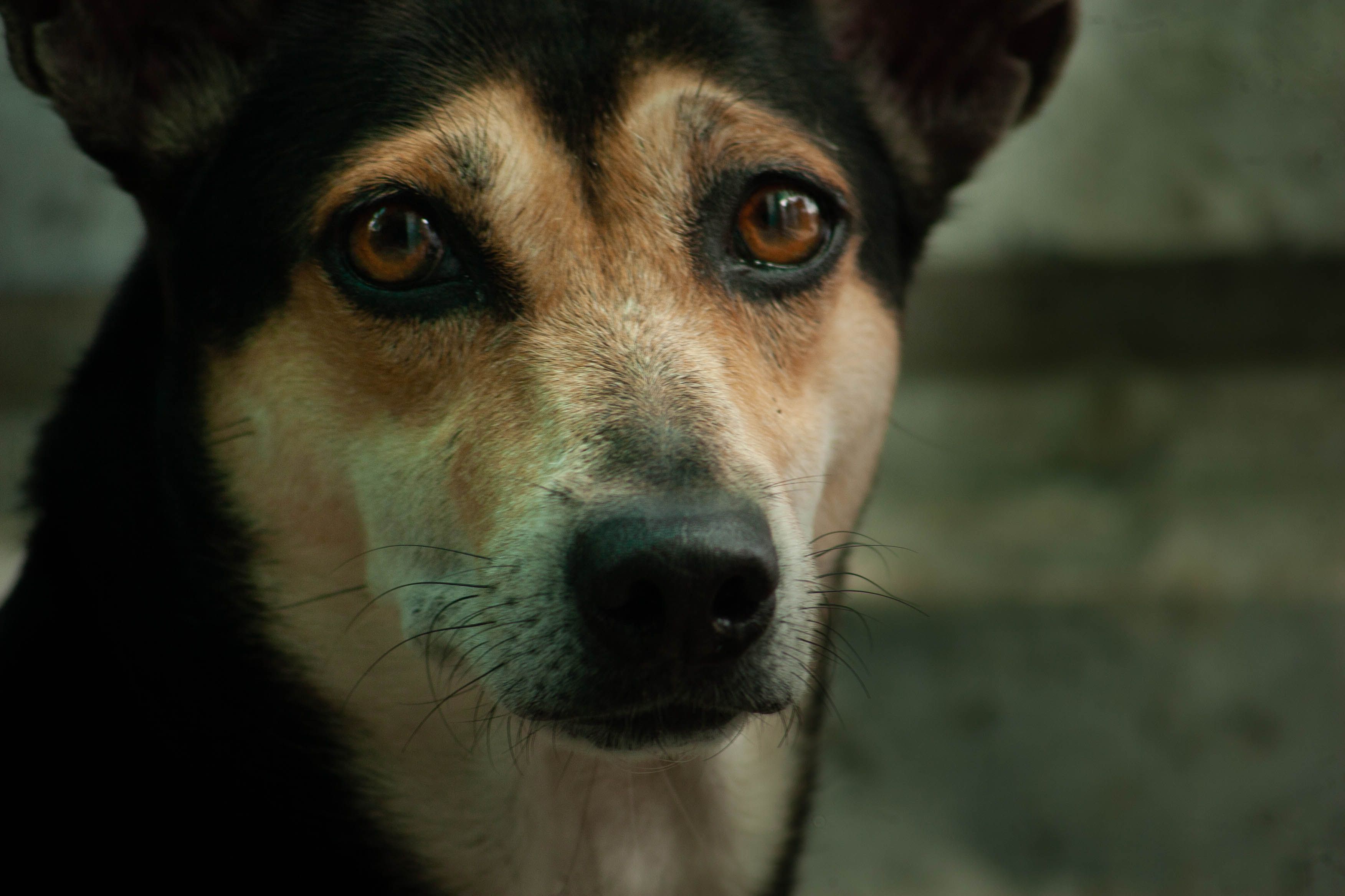 Portrait of a dog at a veterinary clinic
