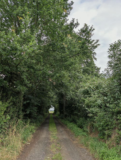 Free A tranquil dirt road lined with lush green trees under a cloudy sky, inviting a peaceful walk. Stock Photo