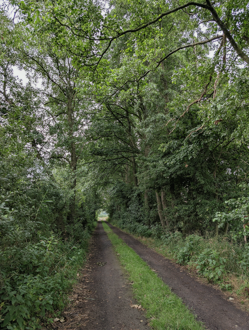 Free A tranquil forest pathway surrounded by dense green trees and natural scenery. Stock Photo