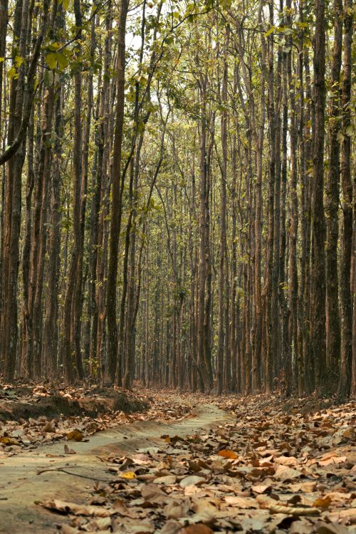 Free A peaceful forest trail with fallen leaves in Assam, India, during fall. Stock Photo