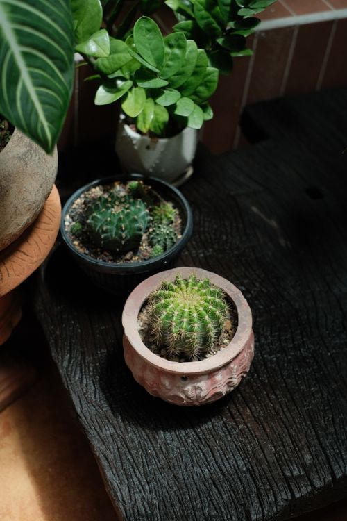 Free Decorative green cacti in stylish pots displayed on a wooden table indoors. Stock Photo