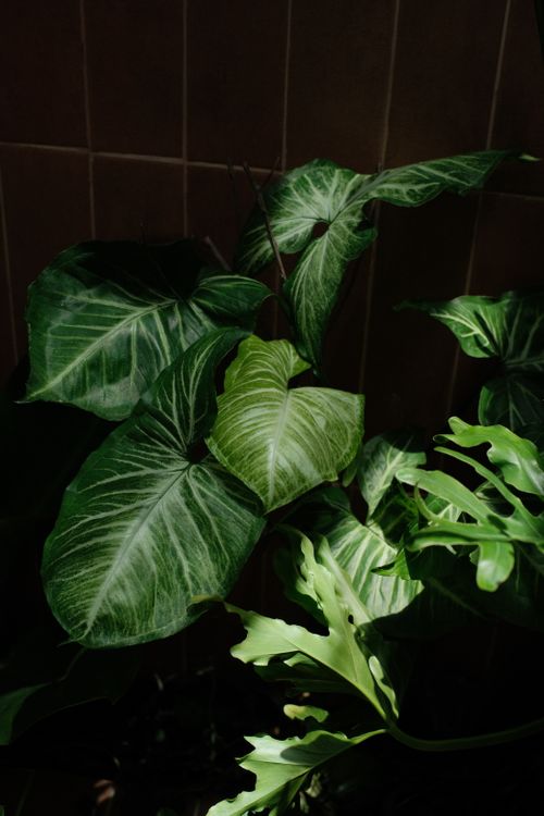 Free Vibrant green tropical leaves basking in gentle indoor lighting against a subtle tiled backdrop. Stock Photo