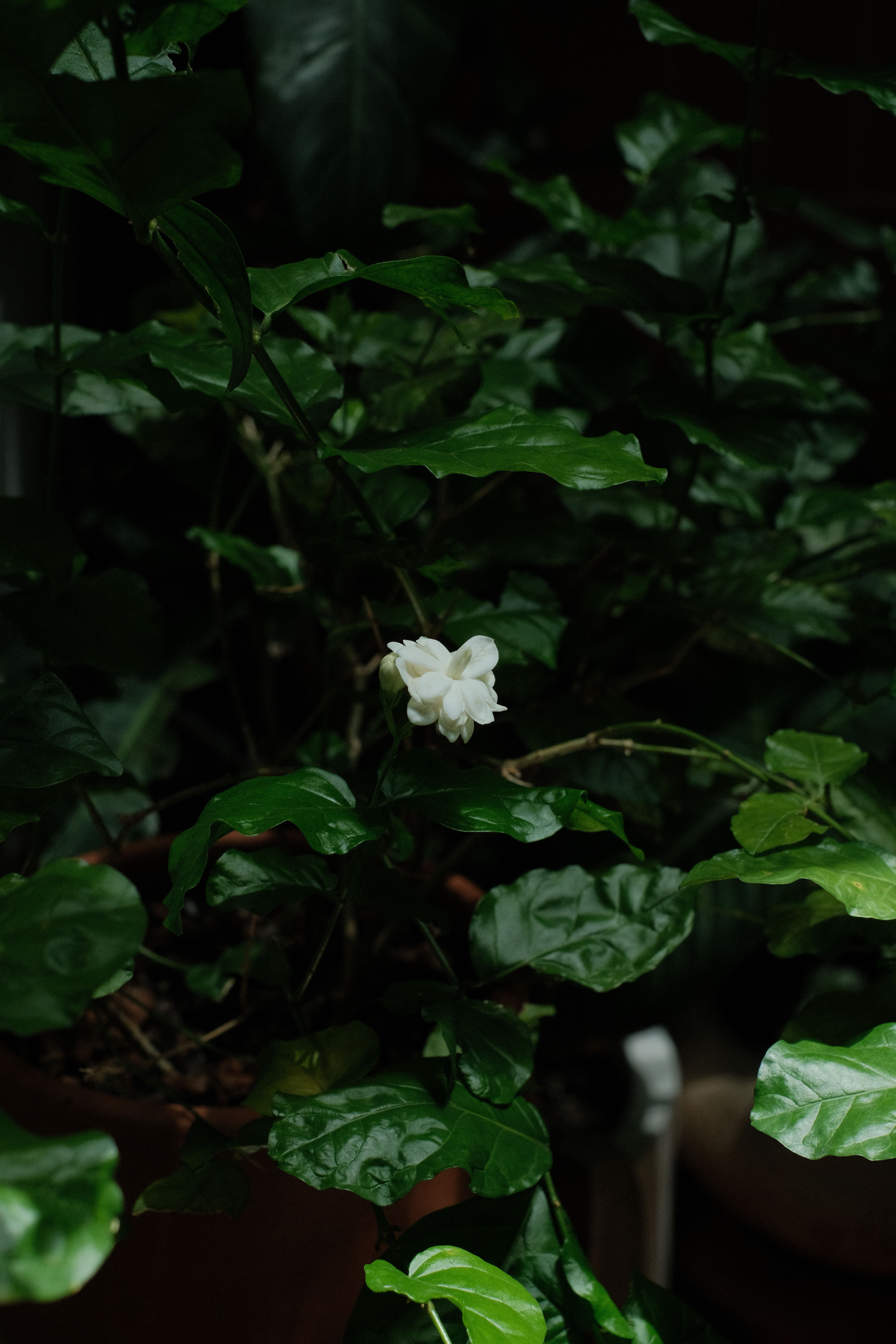 A peaceful indoor jasmine plant with a single white flower in bloom, surrounded by lush green leaves.