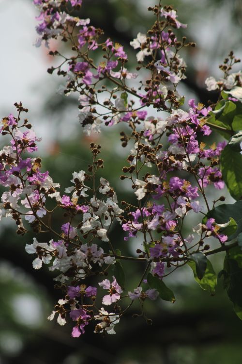 Free Close-up of blooming pink and white crepe myrtle flowers in a lush outdoor setting. Stock Photo
