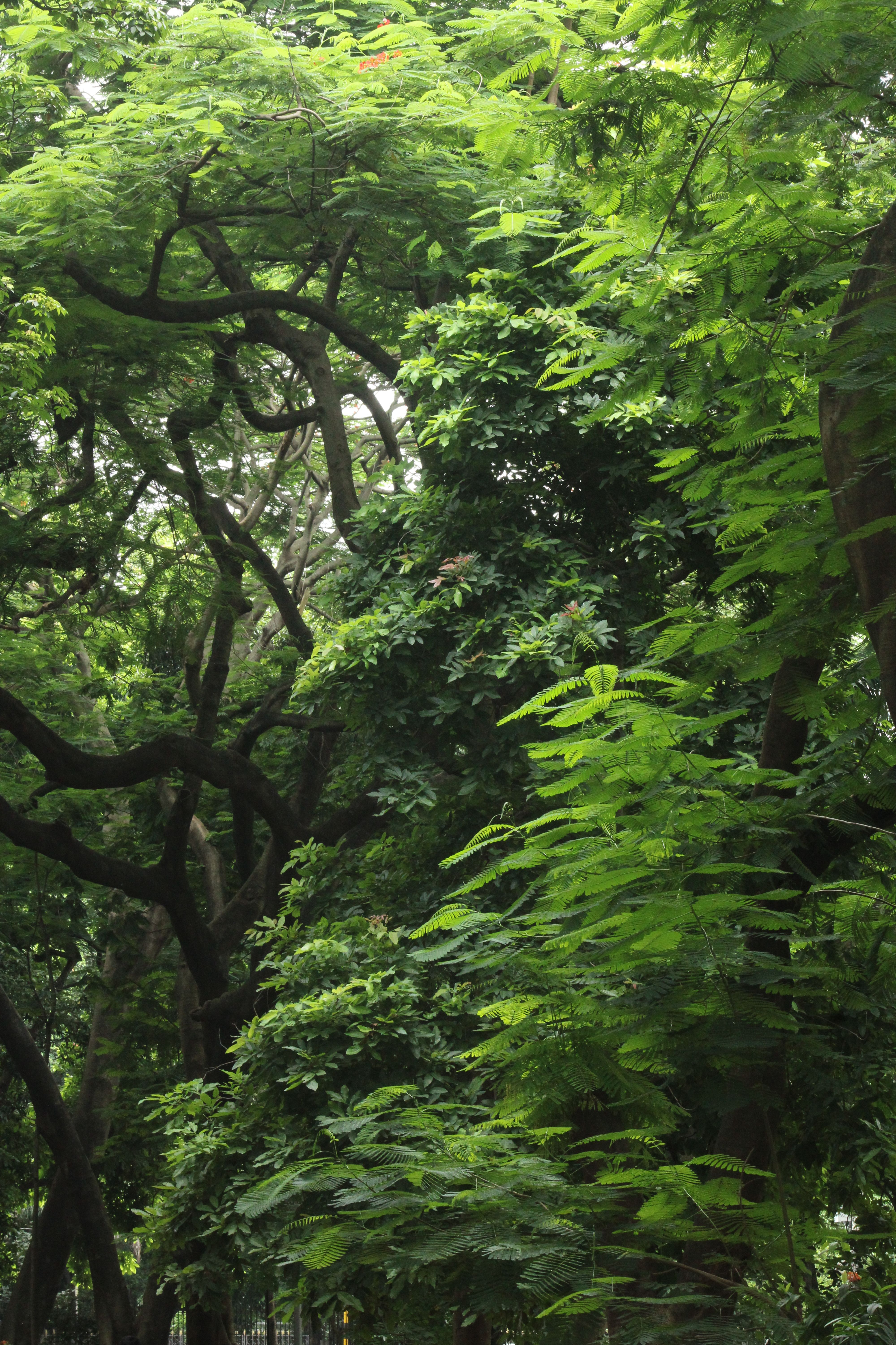 Serene view of a dense forest canopy with vibrant green leaves and sunlight filtering through.