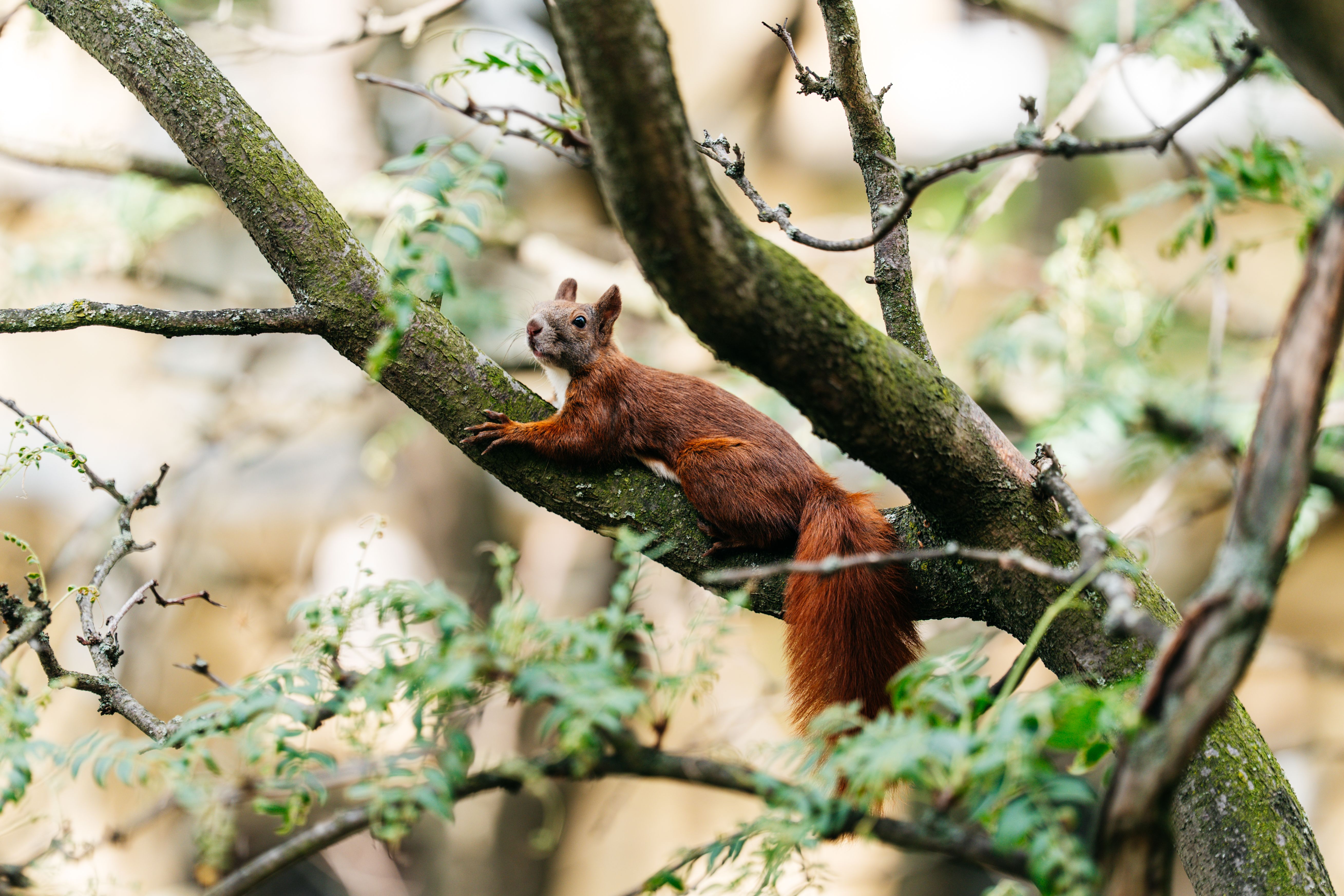A red squirrel lies on a tree branch surrounded by lush foliage.