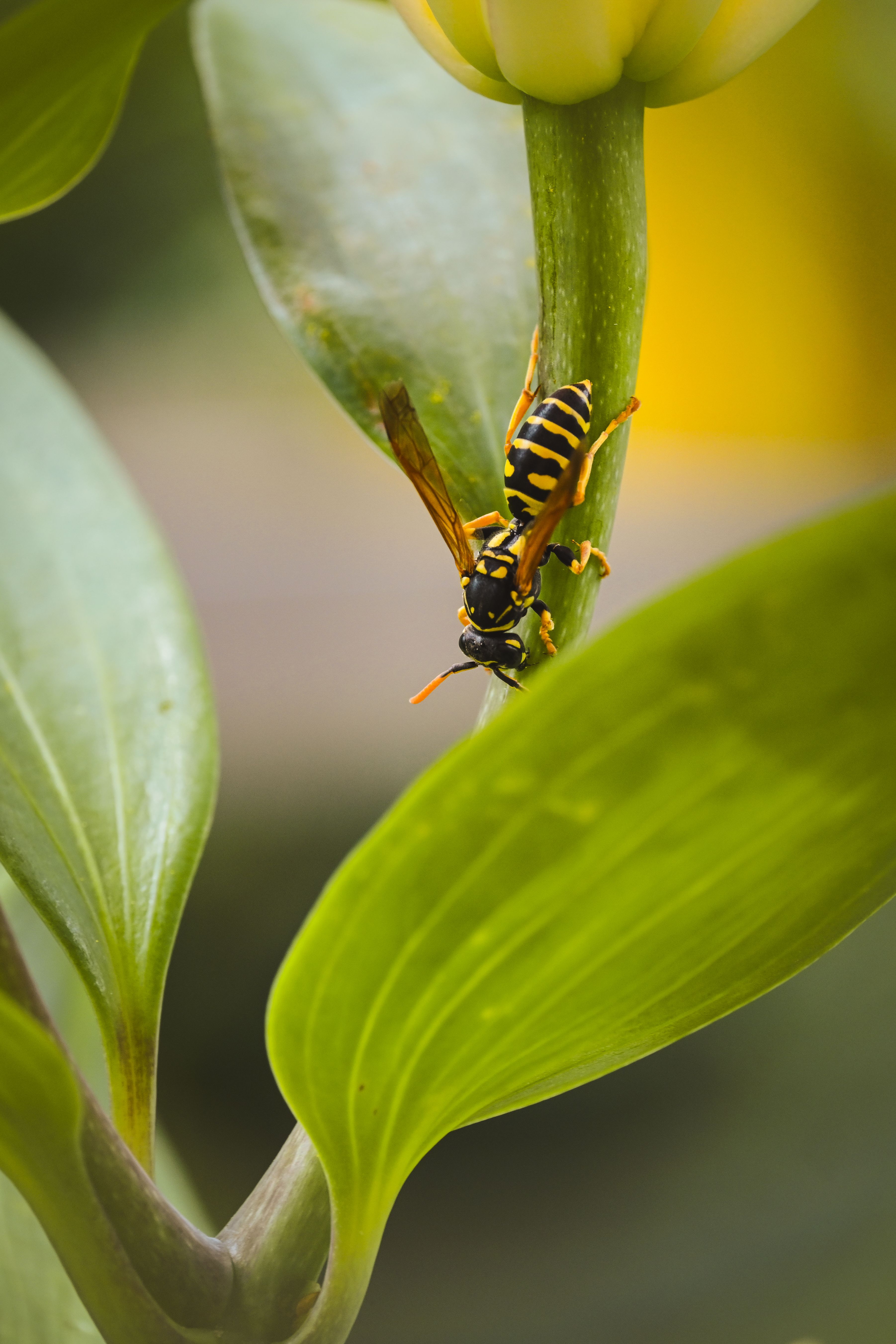 Close-up of a paper wasp on a leaf in natural light, highlighting vivid colors and intricate details.