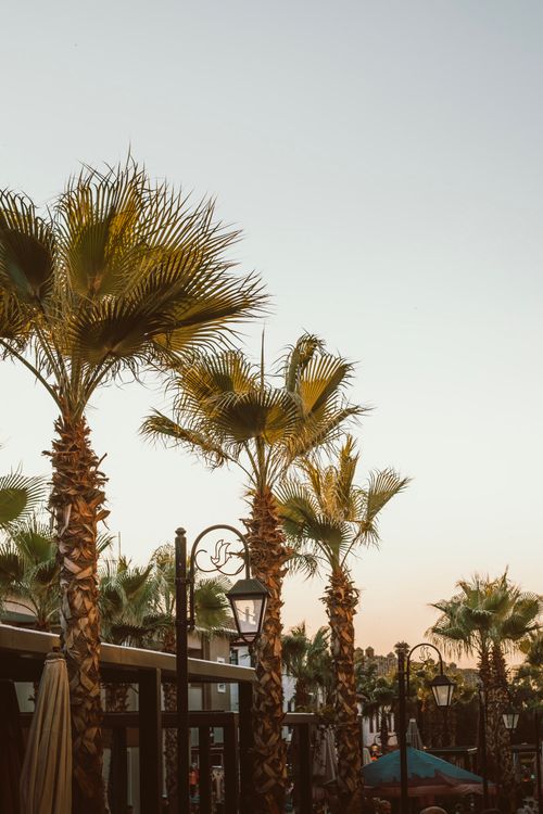 Free A serene street lined with palm trees against a sunset sky, creating a warm and tropical atmosphere. Stock Photo