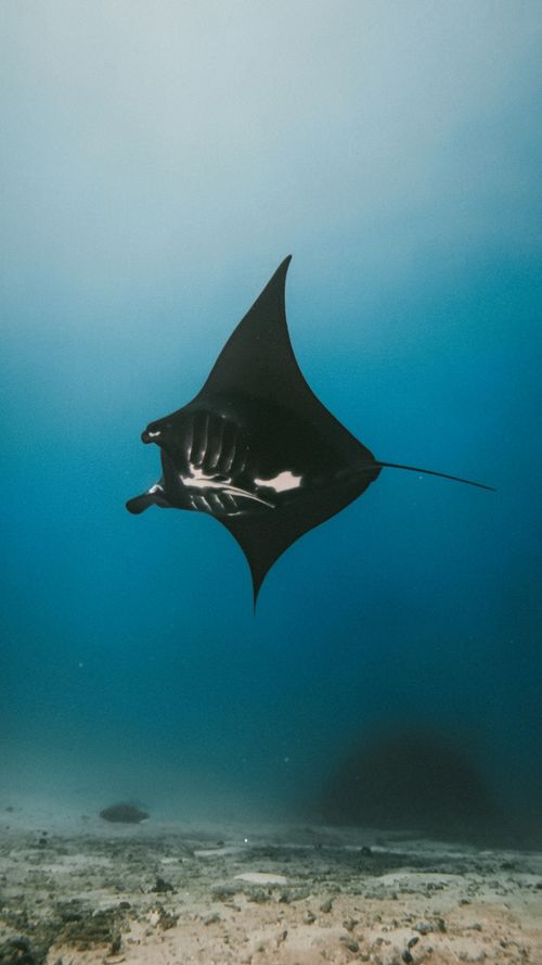 Free Explore the serene beauty of a manta ray swimming in clear waters of Southwest Papua, Indonesia. Stock Photo