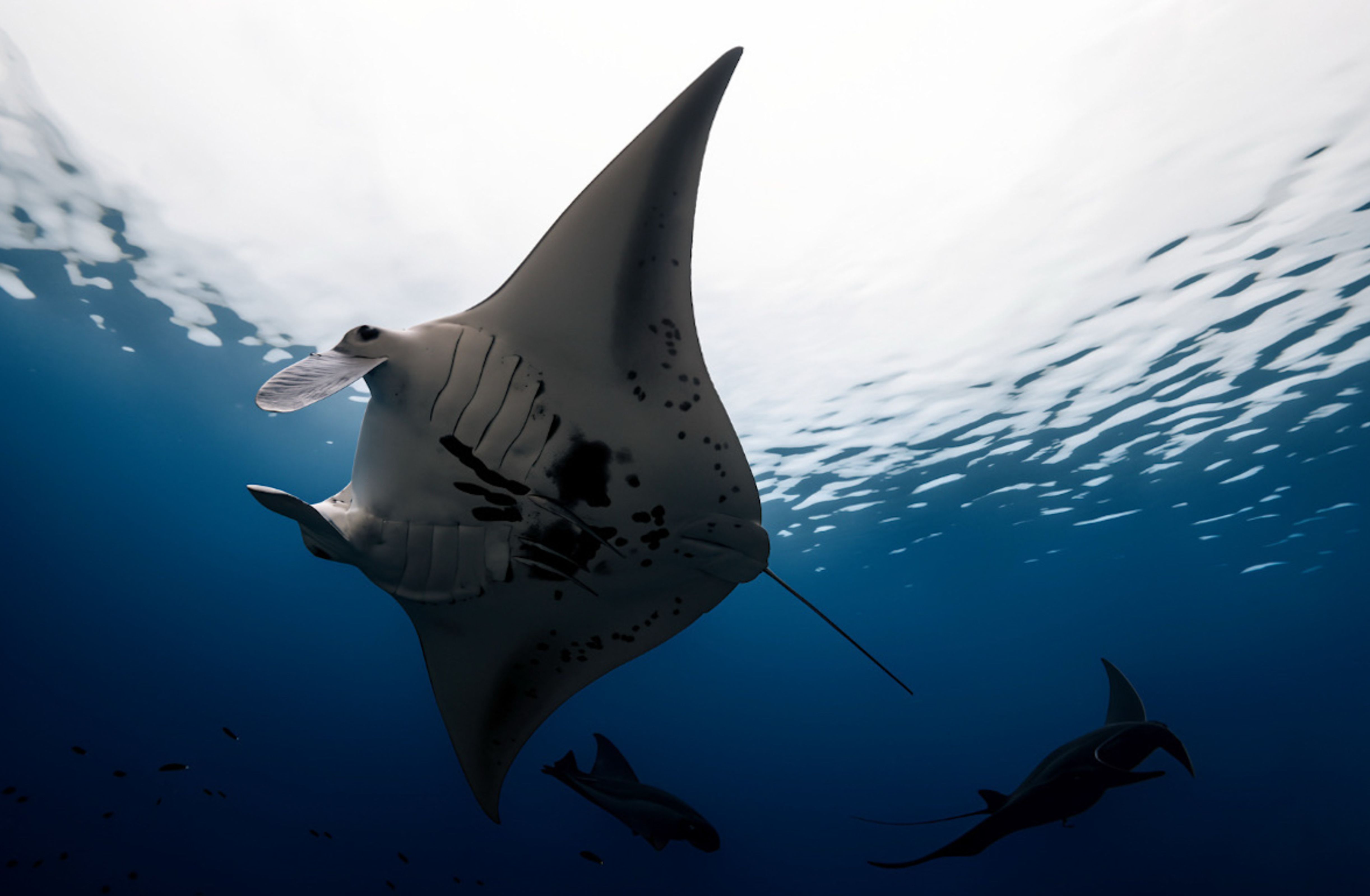 Stunning underwater view of manta rays swimming gracefully in the deep blue waters of Southwest Papua, Indonesia.