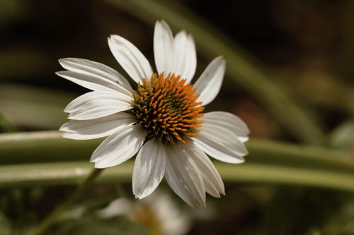 Free Detailed close-up of a white coneflower (Echinacea) in a summer garden setting. Stock Photo