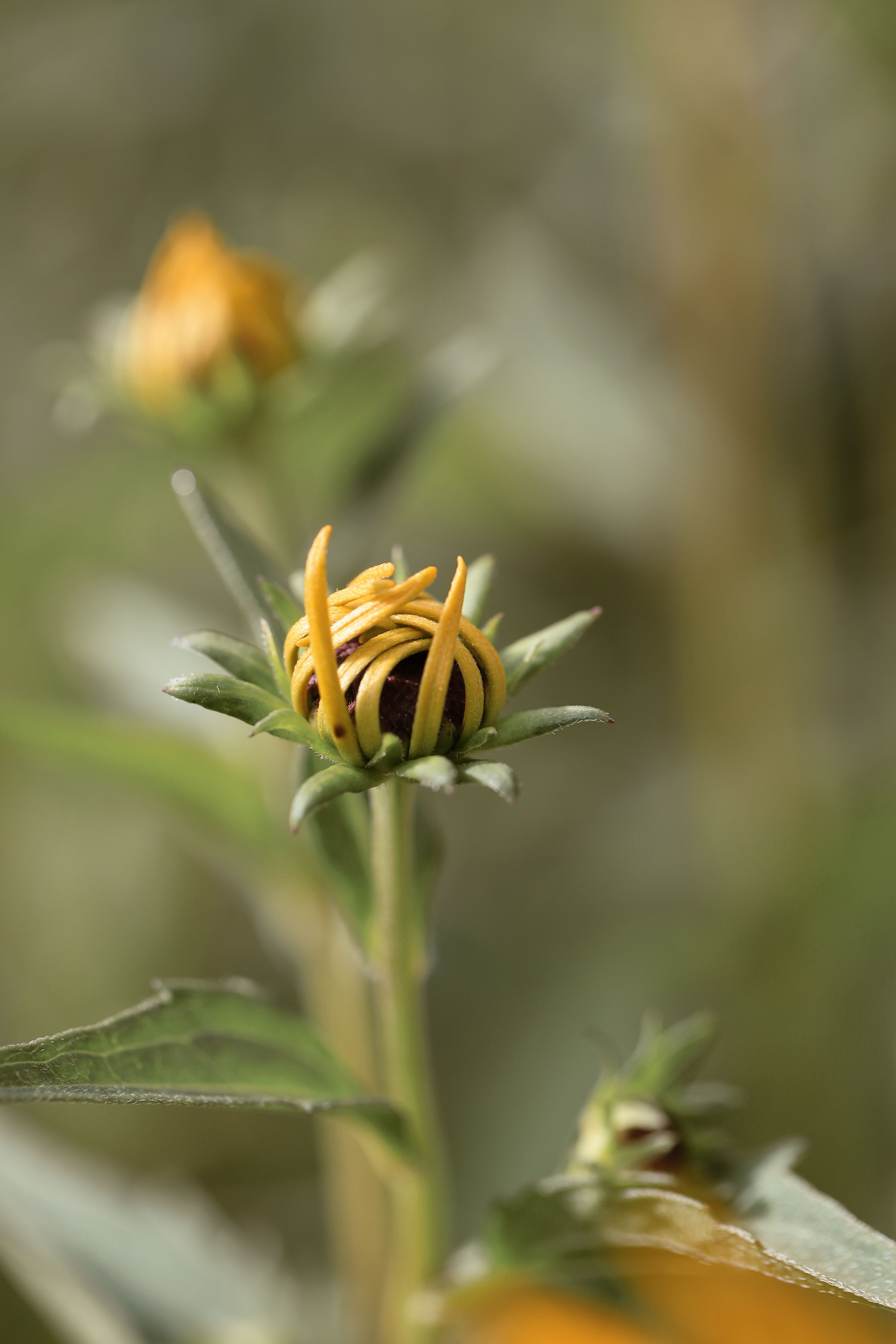 [ColoSach]-close-up-shot-of-a-yellow-coneflower-bud-beginning-to-bloom-in-a-natural-setting.