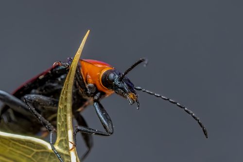 Free Close-up of a vibrant beetle resting on a leaf, captured with macro detail in Valencia, Spain. Stock Photo