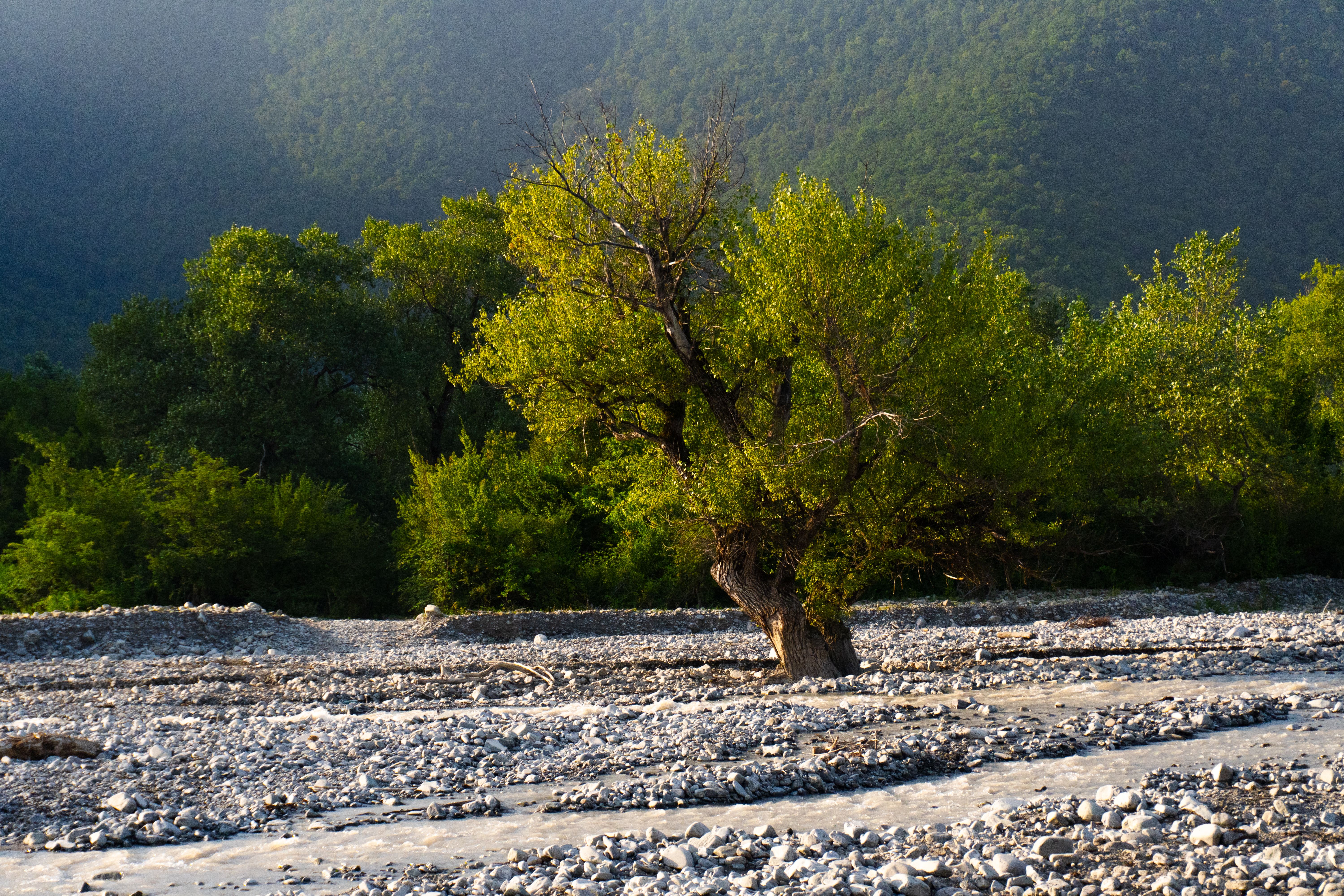 A solitary tree stands by a rocky riverbed framed by lush hills in Oghuz, Azerbaijan.