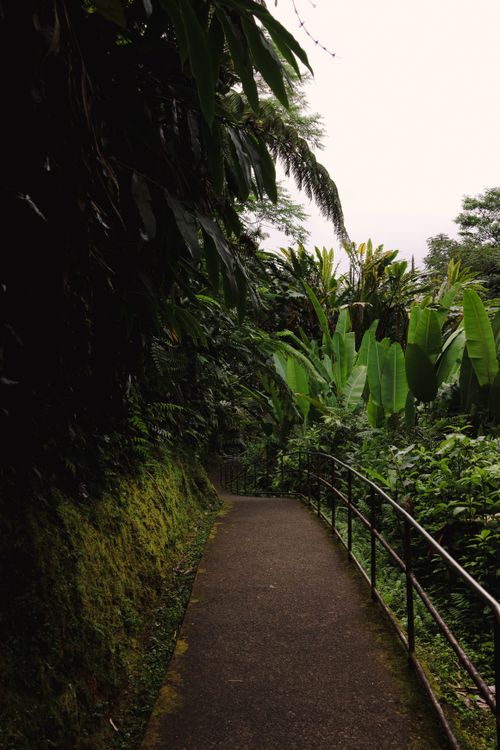 Free Scenic walkway through dense tropical foliage in a rainforest setting, perfect for nature enthusiasts. Stock Photo
