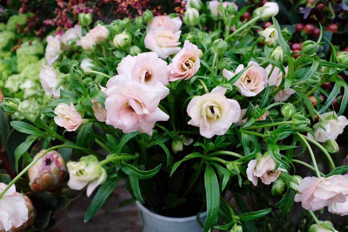 Close-Up Photo of Flowers