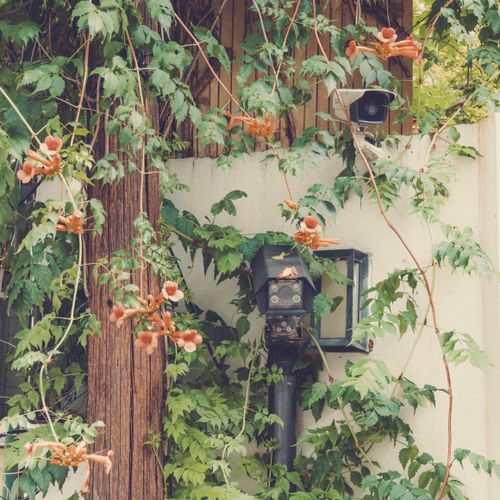 Outdoor security camera mounted in climbing vines — photo by Cencial on Pexels