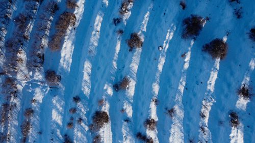 Free Aerial view of geometric snow-covered farmland in Armenia with shadows from tree rows. Stock Photo