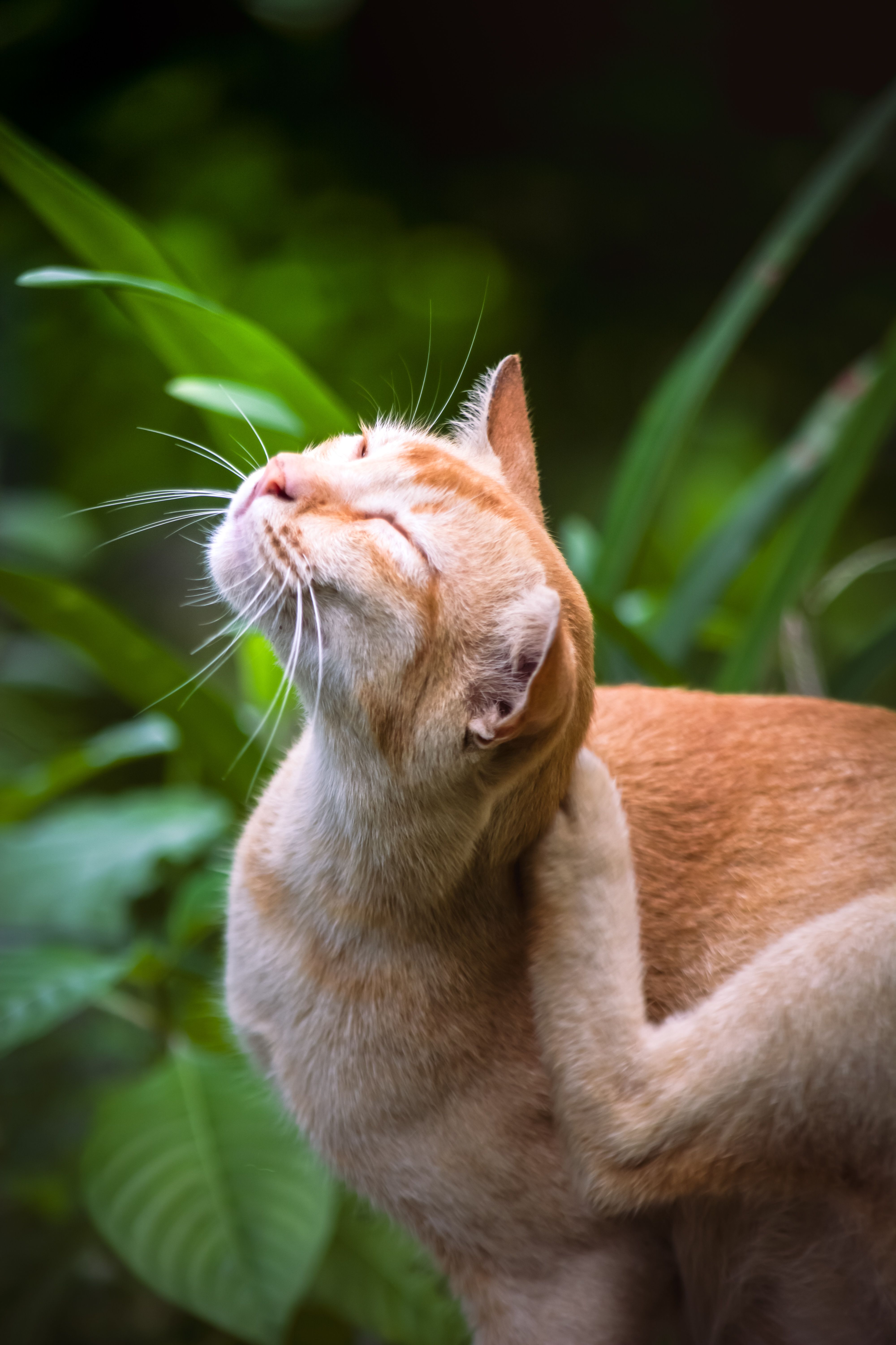 Arranhador para Gatos