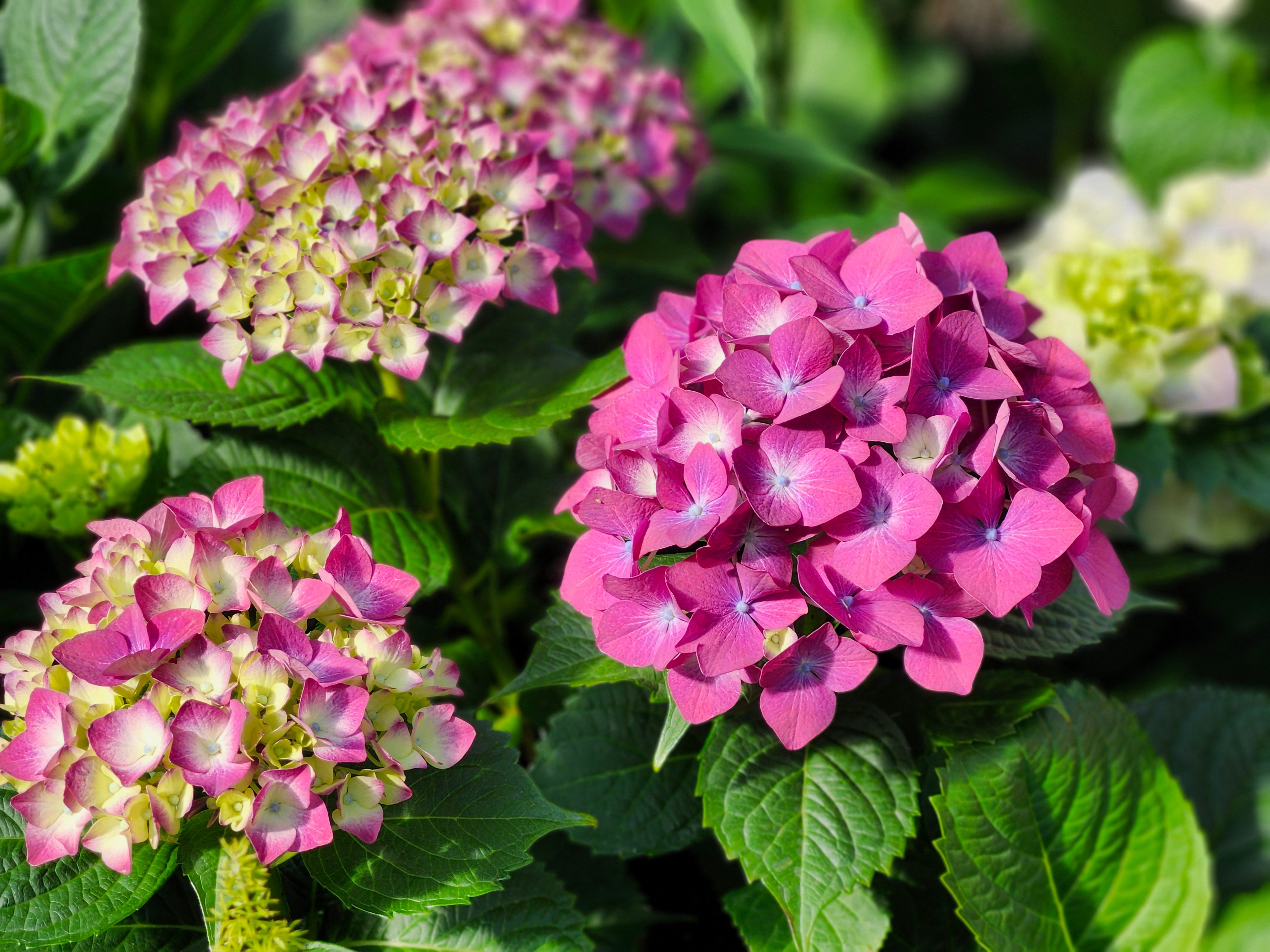 [ColoSach]-close-up-of-pink-and-green-hydrangea-flowers-in-a-lush-toronto-garden.