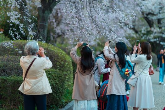 People enjoying cherry blossom season in Shinjuku City, Tokyo, capturing beautiful scenes.
