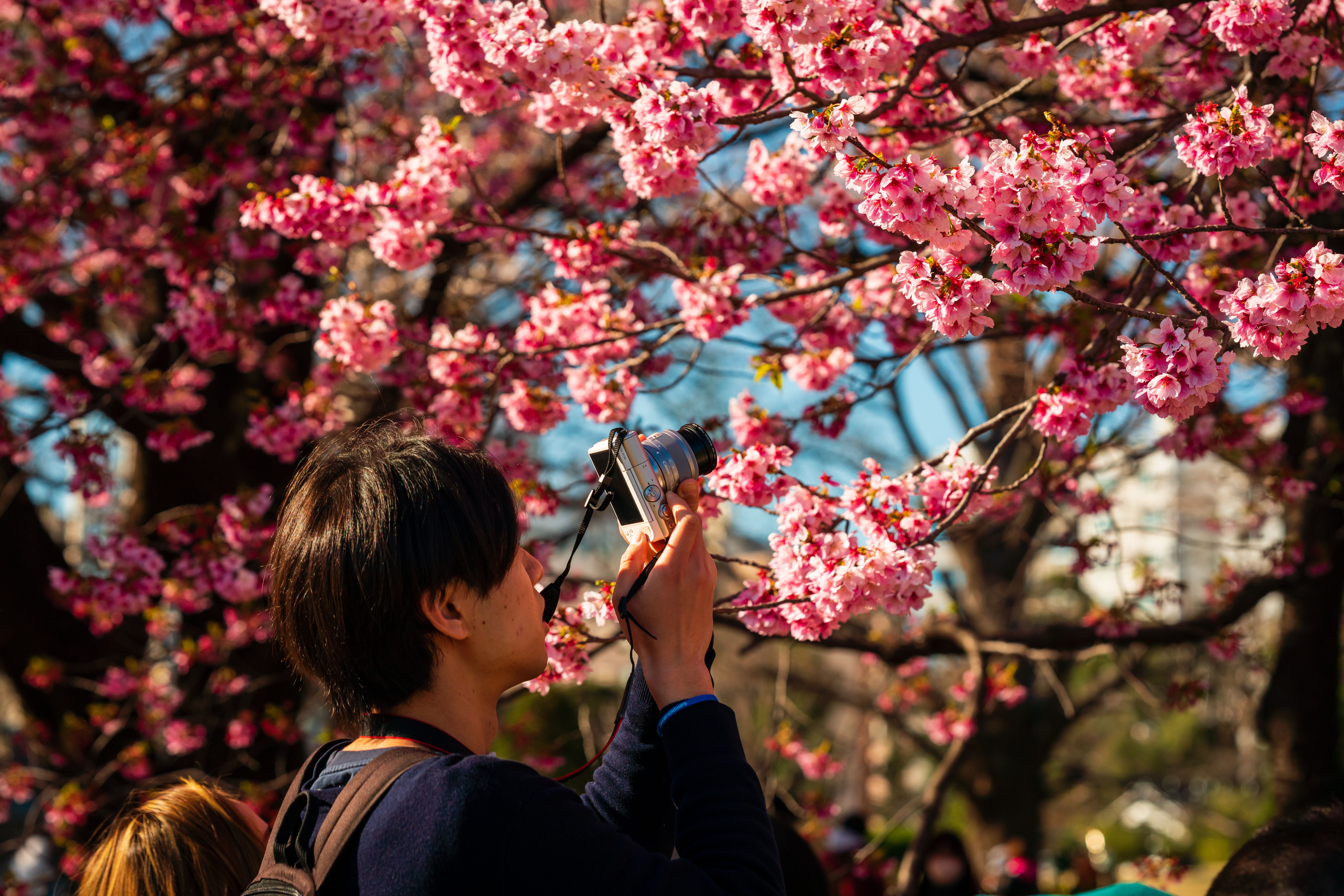 A photographer admires pink cherry blossoms in Shinjuku City, Tokyo during spring.