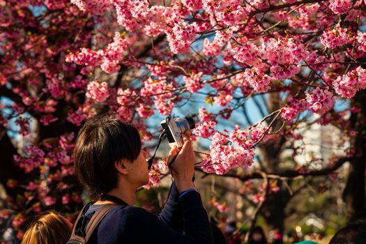 A photographer admires pink cherry blossoms in Shinjuku City, Tokyo during spring.