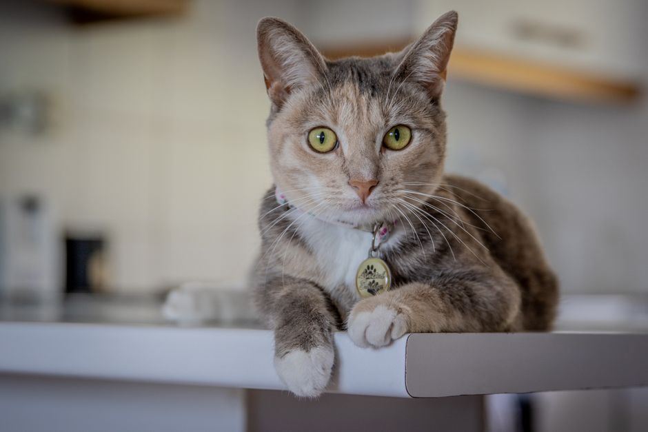 Adorable tabby cat with green eyes relaxing indoors. Perfect for animal lovers.