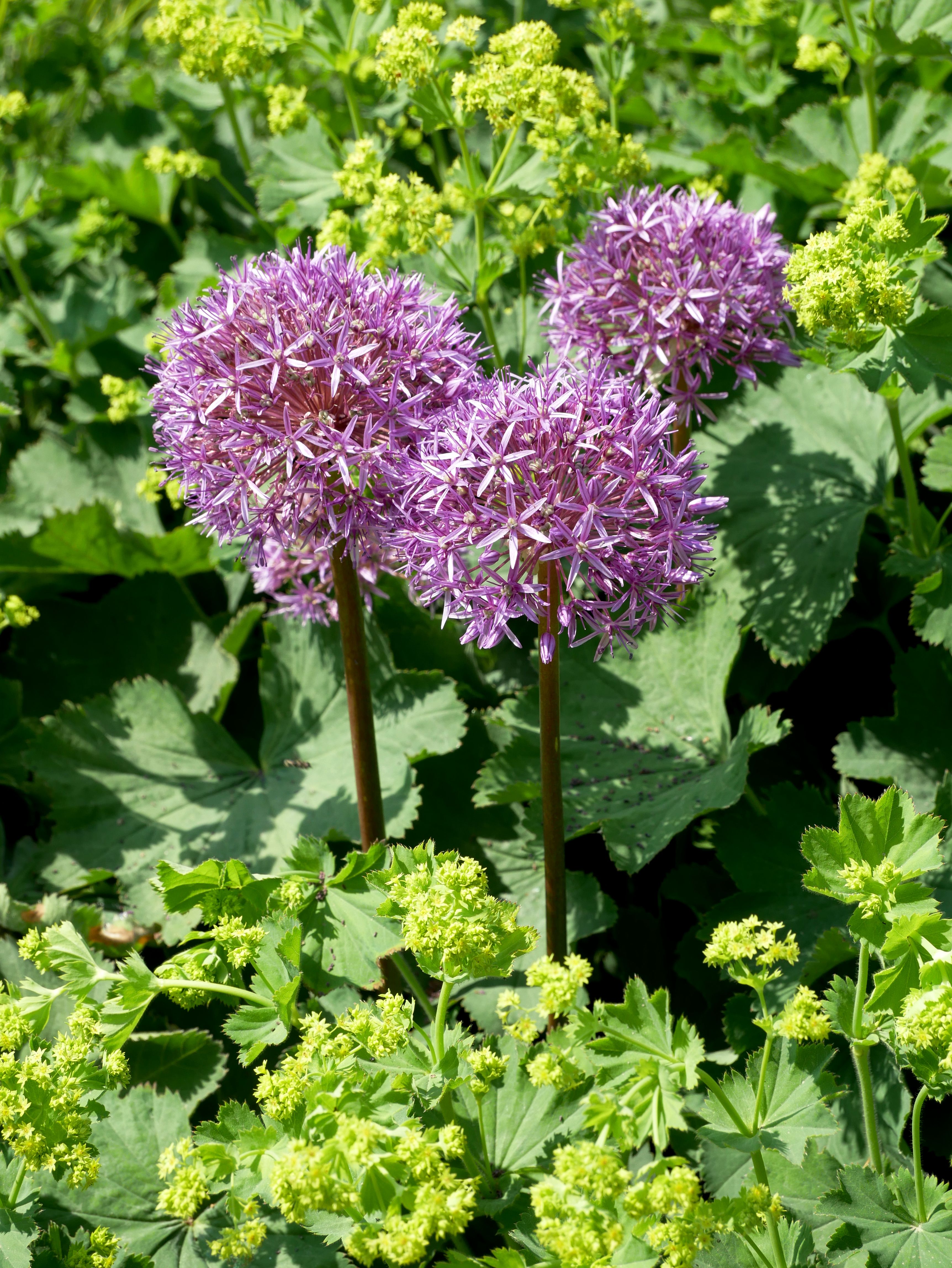 [ColoSach]-close-up-of-purple-allium-flowers-blooming-amidst-lush-green-foliage-in-sunlight.
