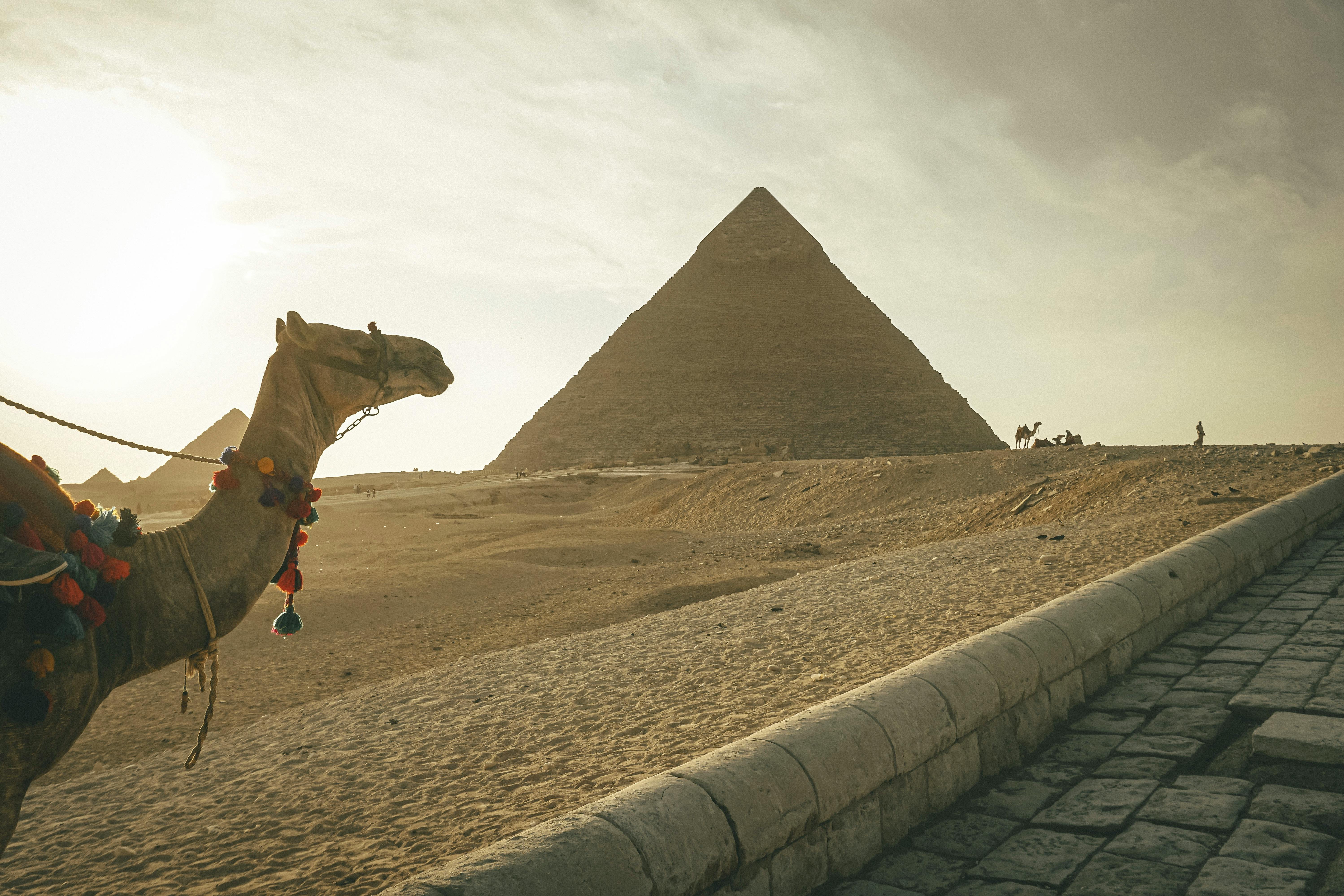 Camel standing against famous Great Pyramids in Egypt