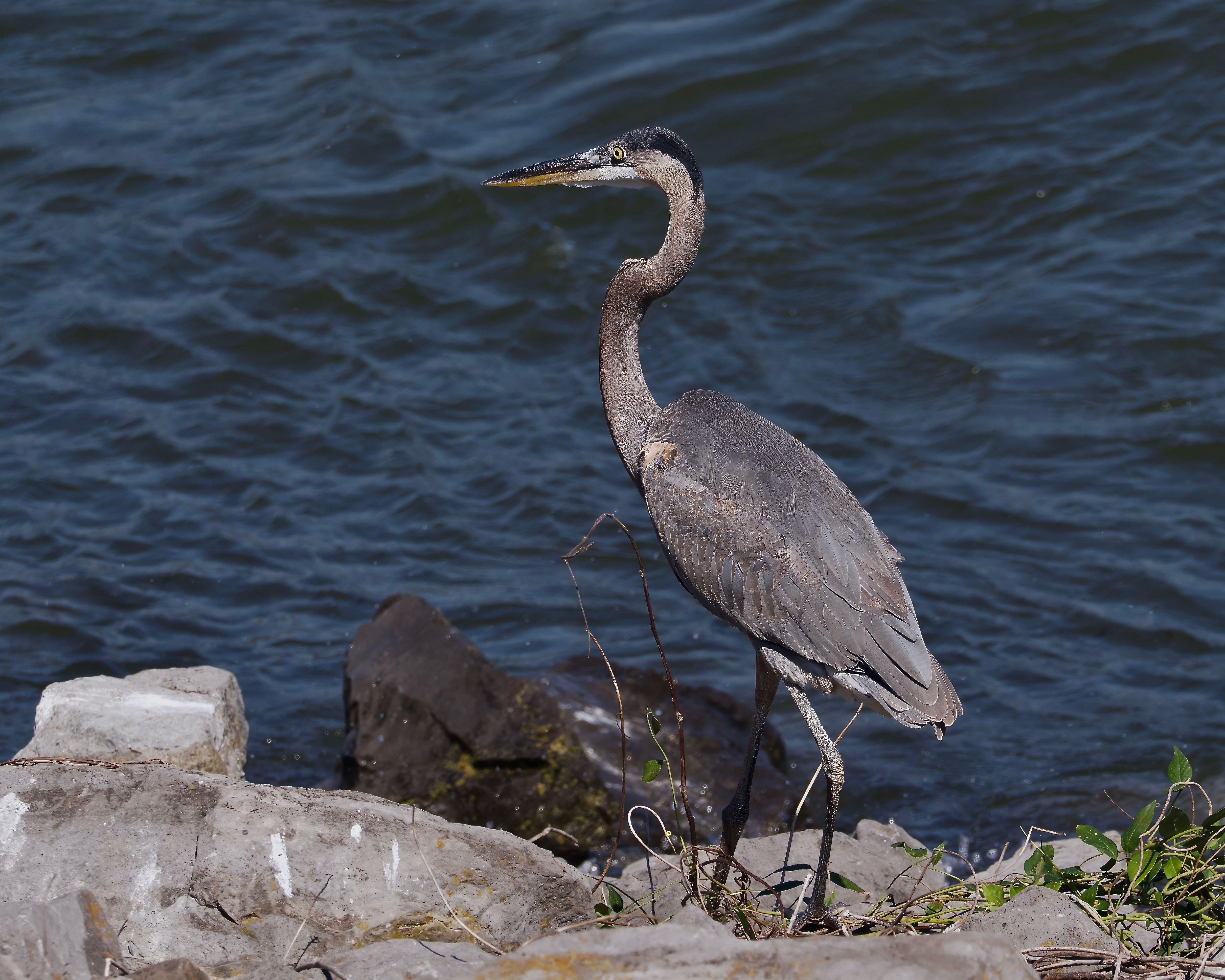 A great blue heron stands by the water at Albertville, Alabama.
