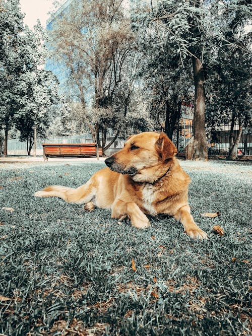 Photo Of Dog On Grassfield