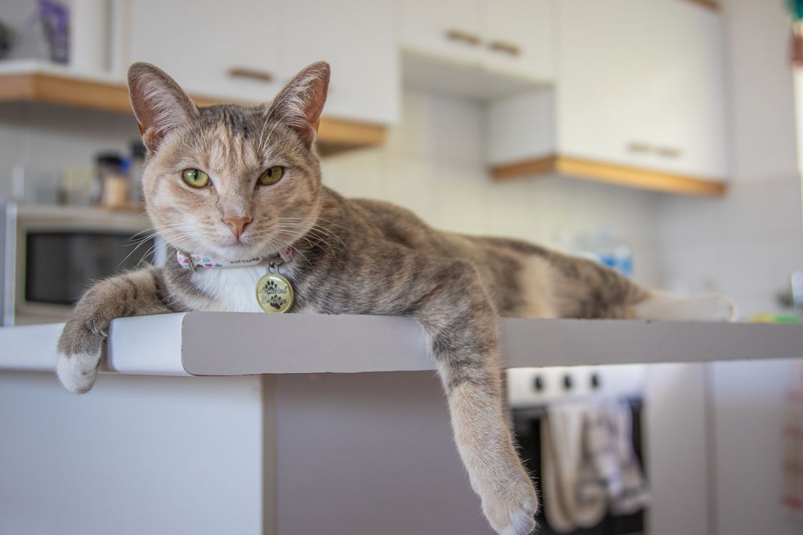 10 razões para ter uma gato em sua casa