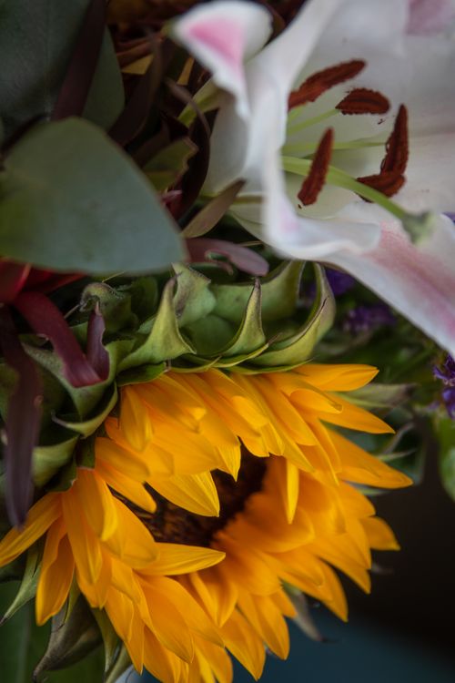 Free Close-up of a vibrant sunflower with a lily surrounded by lush foliage in a garden setting. Stock Photo