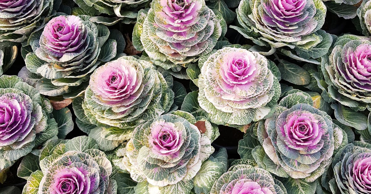 How do you store cabbage from the garden